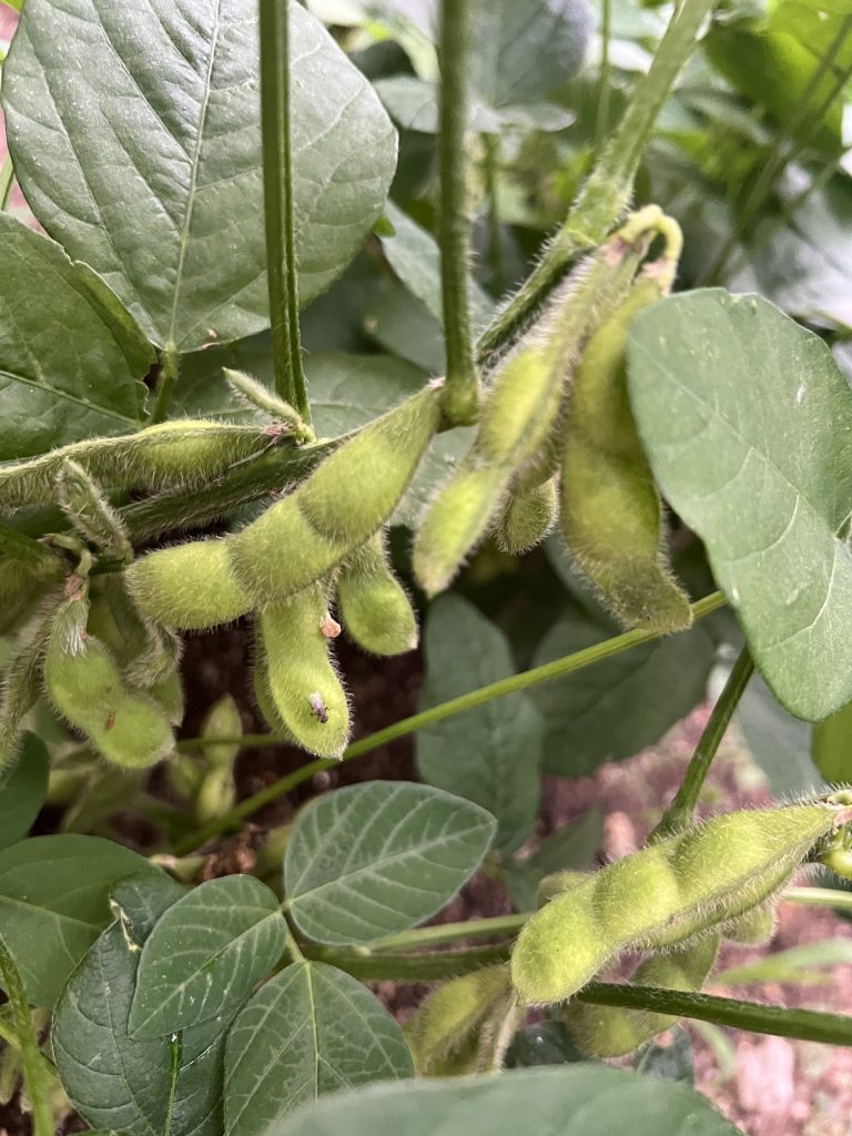 枝豆そして、ルバーブも