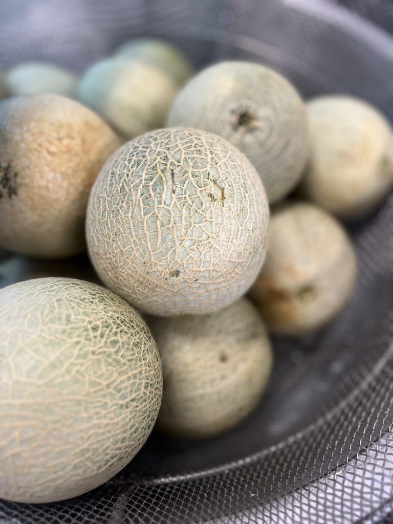 季節のくだもの🍈