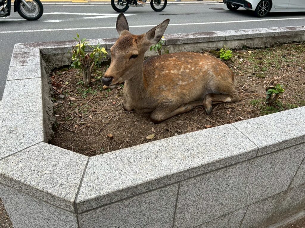 修学旅行　奈良公園