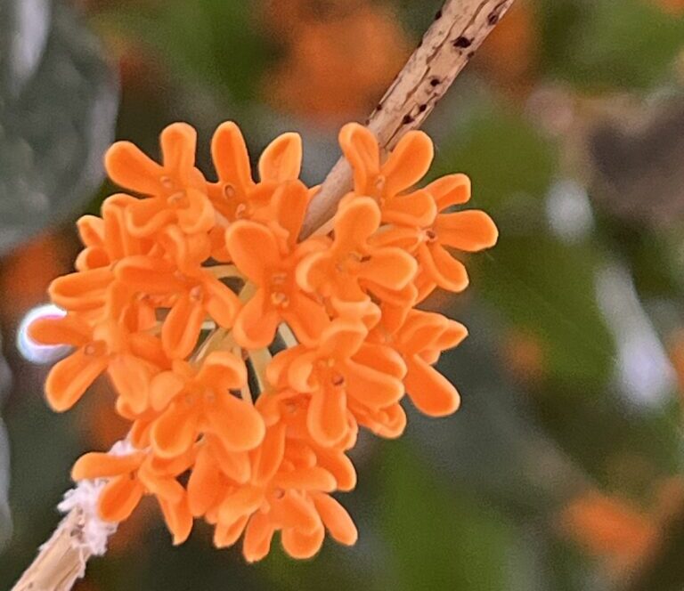 毎月24日は「和食の日」